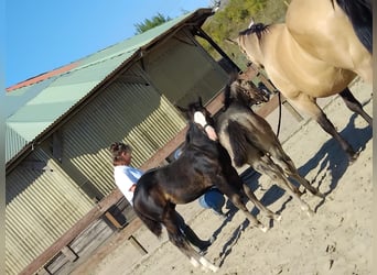 American Quarter Horse, Hengst, Veulen (05/2025), Zwart