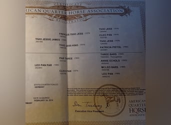 American Quarter Horse, Hengst, 21 Jaar, 152 cm, Vos