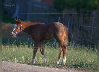 American Quarter Horse, Hengst, 15 Jaar, 147 cm, Vos