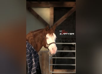 American Quarter Horse, Hengst, 15 Jaar, 147 cm, Vos