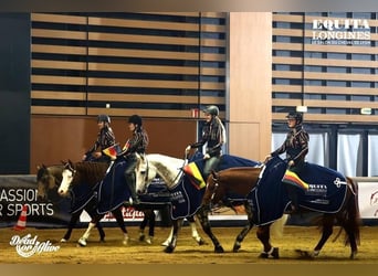 American Quarter Horse, Hengst, 15 Jaar, 147 cm, Vos