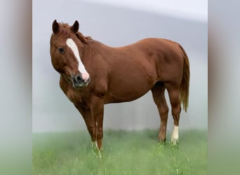 American Quarter Horse, Hengst, 19 Jaar, 148 cm, Vos