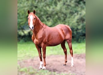 American Quarter Horse, Hengst, 19 Jaar, 148 cm, Vos