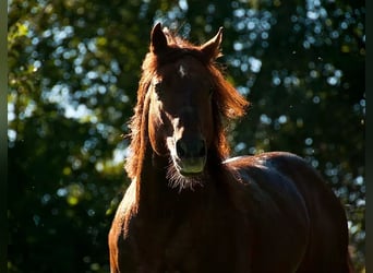 American Quarter Horse, Hengst, 22 Jahre