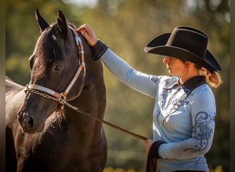 American Quarter Horse, Hengst, 23 Jahre, 148 cm