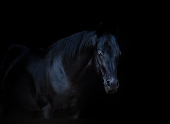 American Quarter Horse, Hengst, 21 Jaar, 150 cm, Zwart