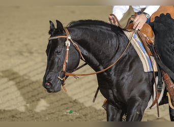 American Quarter Horse, Hengst, 21 Jaar, 150 cm, Zwart