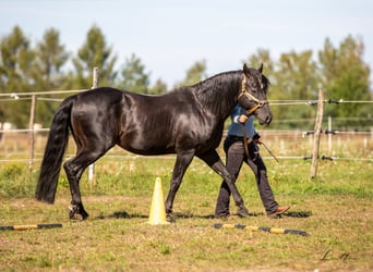 American Quarter Horse, Hengst, 21 Jaar, 148 cm, Zwart