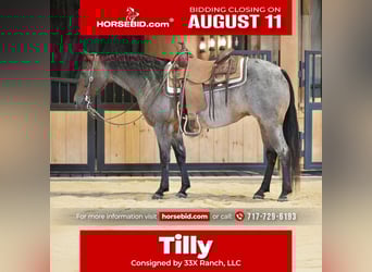 American Quarter Horse, Klacz, 10 lat, 140 cm, Gniadodereszowata