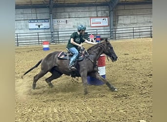 American Quarter Horse, Klacz, 10 lat, 142 cm, Gniada