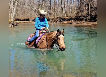 American Quarter Horse, Klacz, 10 lat, 142 cm, Jelenia