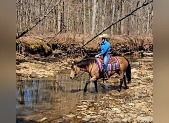 American Quarter Horse, Klacz, 10 lat, 142 cm, Jelenia