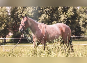 American Quarter Horse, Klacz, 10 lat, 146 cm, Gniadodereszowata