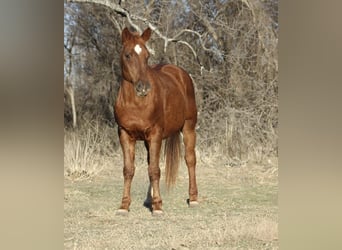 American Quarter Horse, Klacz, 10 lat, 147 cm, Cisawa