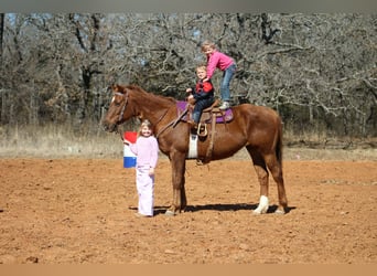 American Quarter Horse, Klacz, 10 lat, 147 cm, Cisawa