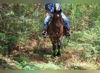 American Quarter Horse, Klacz, 10 lat, 147 cm, Gniadodereszowata