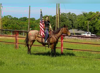 American Quarter Horse, Klacz, 10 lat, 147 cm, Gniadodereszowata