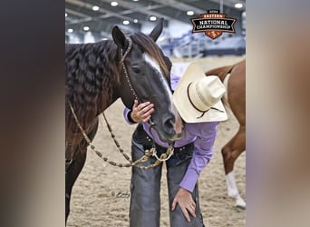 American Quarter Horse, Klacz, 10 lat, 147 cm, Kara