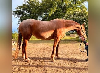 American Quarter Horse, Klacz, 10 lat, 147 cm, Kasztanowatodereszowata