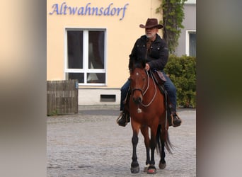 American Quarter Horse, Klacz, 10 lat, 148 cm, Gniada