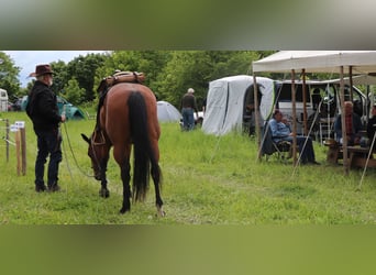 American Quarter Horse, Klacz, 10 lat, 148 cm, Gniada