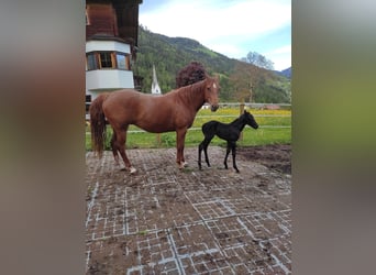 American Quarter Horse, Klacz, 10 lat, 148 cm