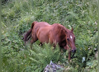 American Quarter Horse, Klacz, 10 lat, 148 cm