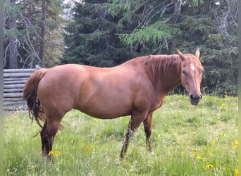 American Quarter Horse, Klacz, 10 lat, 148 cm