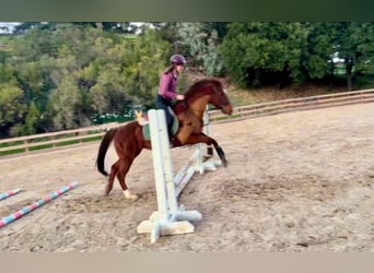 American Quarter Horse, Klacz, 10 lat, 150 cm, Ciemnokasztanowata