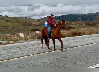 American Quarter Horse, Klacz, 10 lat, 150 cm, Ciemnokasztanowata