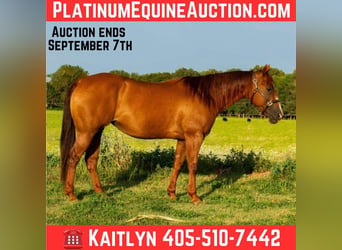 American Quarter Horse, Klacz, 10 lat, 150 cm, Ciemnokasztanowata