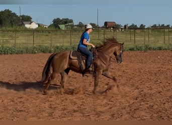 American Quarter Horse, Klacz, 10 lat, 150 cm, Ciemnokasztanowata