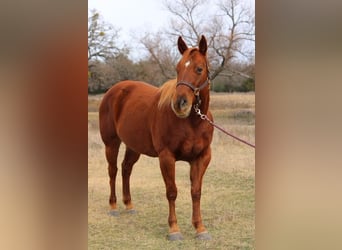 American Quarter Horse, Klacz, 10 lat, 150 cm, Cisawa