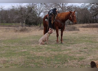 American Quarter Horse, Klacz, 10 lat, 150 cm, Cisawa