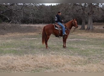 American Quarter Horse, Klacz, 10 lat, 150 cm, Cisawa