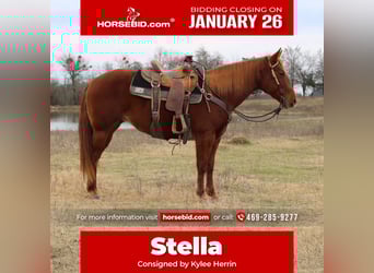 American Quarter Horse, Klacz, 10 lat, 150 cm, Cisawa