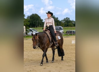 American Quarter Horse, Klacz, 10 lat, 150 cm, Gniada