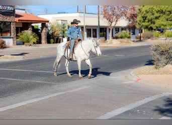 American Quarter Horse, Klacz, 10 lat, 150 cm, Siwa