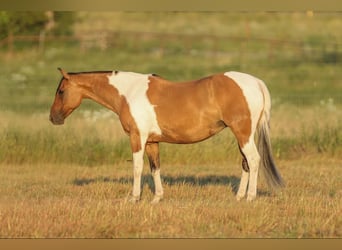 American Quarter Horse, Klacz, 10 lat, 152 cm, Bułana