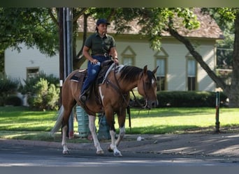 American Quarter Horse, Klacz, 10 lat, 152 cm, Bułana