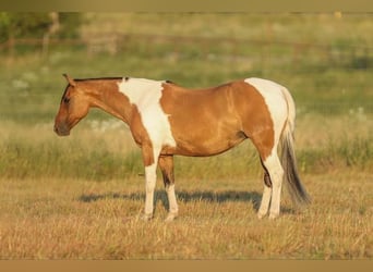 American Quarter Horse, Klacz, 10 lat, 152 cm, Bułana