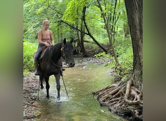 American Quarter Horse, Klacz, 10 lat, 152 cm, Ciemnogniada