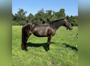 American Quarter Horse, Klacz, 10 lat, 152 cm, Ciemnogniada