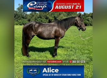 American Quarter Horse, Klacz, 10 lat, 152 cm, Ciemnogniada