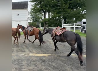 American Quarter Horse, Klacz, 10 lat, 152 cm, Ciemnogniada