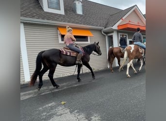 American Quarter Horse, Klacz, 10 lat, 152 cm, Ciemnogniada