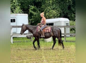 American Quarter Horse, Klacz, 10 lat, 152 cm, Ciemnogniada