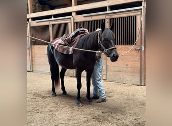 American Quarter Horse, Klacz, 10 lat, 152 cm, Ciemnogniada