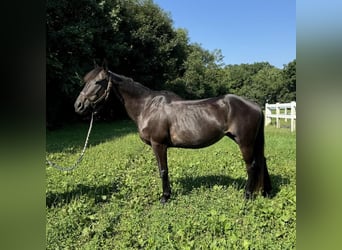 American Quarter Horse, Klacz, 10 lat, 152 cm, Ciemnogniada