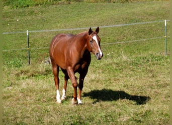 American Quarter Horse, Klacz, 10 lat, 152 cm, Ciemnokasztanowata